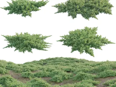 Juniperus procumbens - Garden Juniper 01 Low-poly 3D model