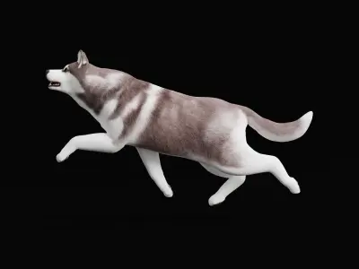 Alaskan Malamute Husky Dog Low-poly 3D model