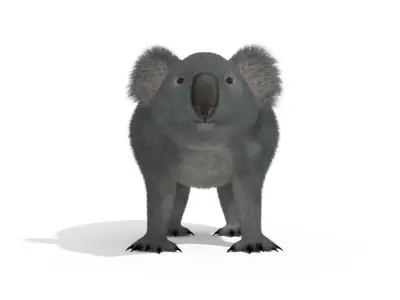 Koala High resolution Australian Animal Low-poly 3D model