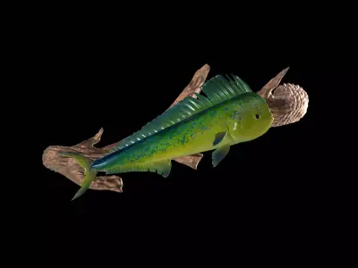 MAHI MAHI UNDERWATER STATUE ON THE WALL DETAILED TEXTURE  3D print model