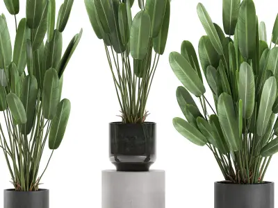 Strelitzia in a pot for the interior 738 3D model