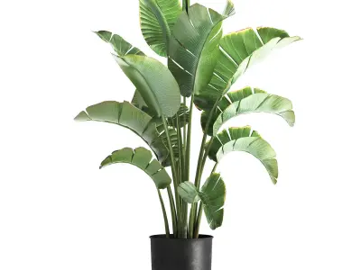strelitzia palm in a loft pot for the interior 1111 3D model