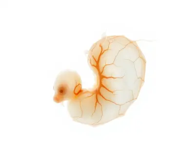 Embryo Model Pack with Detailed Anatomy Low-poly 3D model