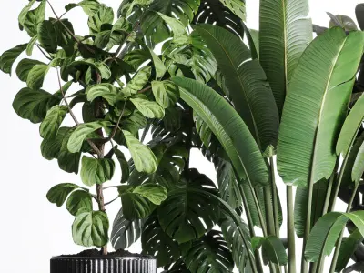 indoor plant ravenala ficus rubbery monstera concrete dirt vase 3D model