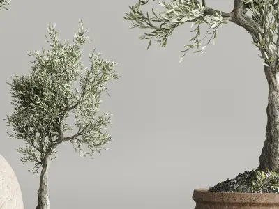 plant collection olive 3D model