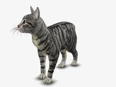 cat american short hair 3D model