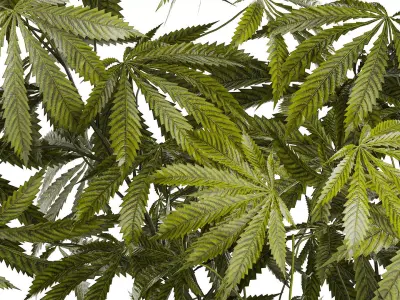 Modern Flower Bouquet Green Branches Cannabis Bush 609 3D model