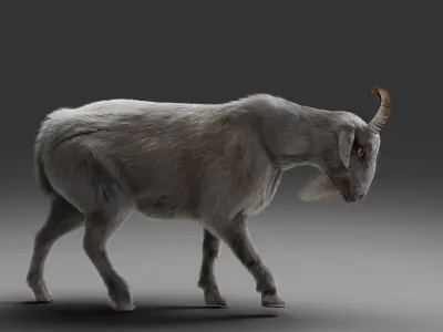 Fur Goat 02 Rigged and Animation in Blender Low-poly 3D model