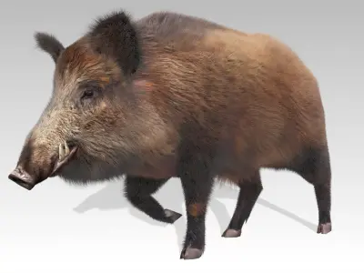 Wild boar Animated Low-poly 3D model