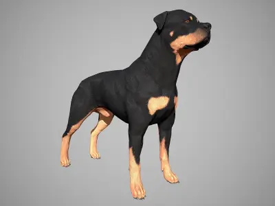 Rottweiler Real-Time Low-poly 3D model