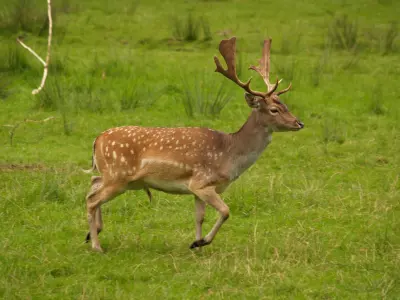 animal deer 3D model