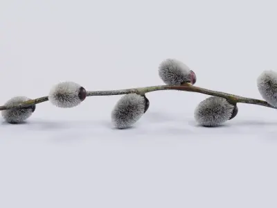 -Willow Catkins on Branch- 3D model