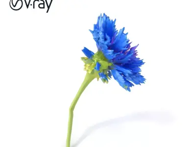 Blue Cornflower Wildflower model pack Low-poly 3D model