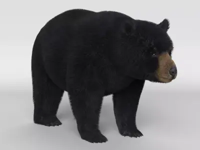 Black Bear 3D model