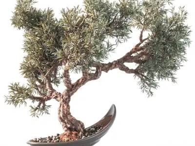 Household olive plant 3D model