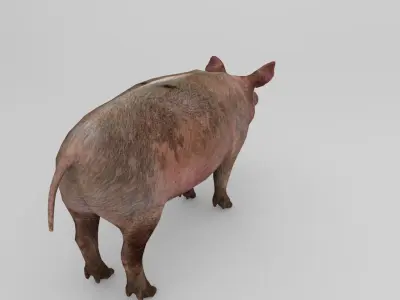 Pig Rigged Model  Low-poly 3D model