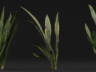 Dracaena Trifasciata Plant 3D model