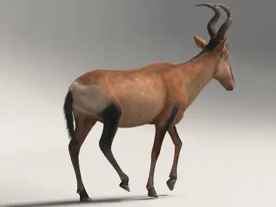 RED HARTEBEEST 3D model