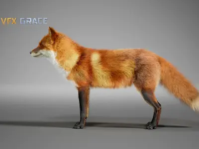 Red Fox  UE Character Asset 3D model
