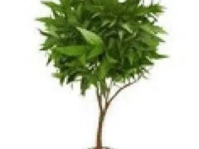 TREE IN PLANT POT Free 3D model