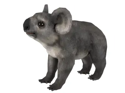 koala  rig  high-poly  textured 3D model