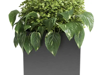 Outdoor plant 13-palm tree 3D model