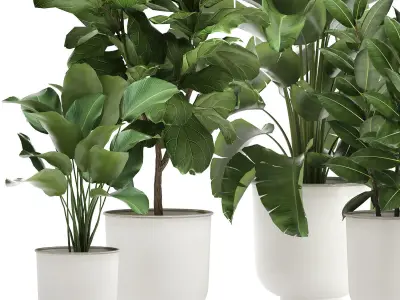 Houseplants in a white pot for the interior 906 3D model