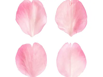 Flying Petals Pack  Low-poly 3D model