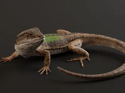 Green Lizard - Podarcis Sicula HQ Low-poly 3D model