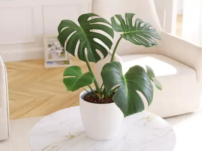 Exotic monstera plant in white pot 3D model