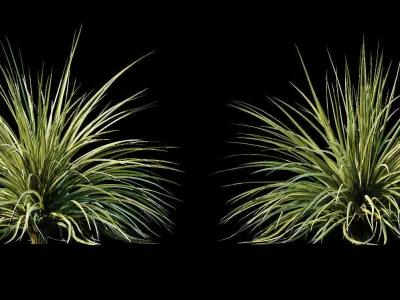 Yucca plant for the exterior 10 models 3D model