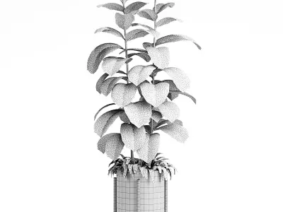  Indoor Plants 19-Ficus 3D model