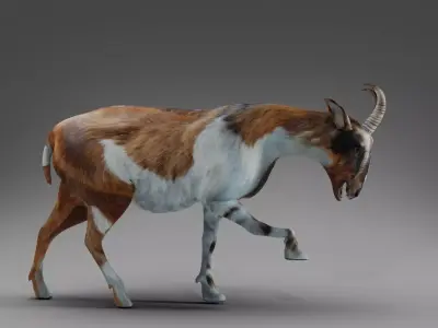 Goat 01 Rigged in Blender  Low-poly 3D model