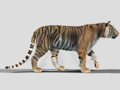 The Ultimate CGI Tiger - 3d model 3D model