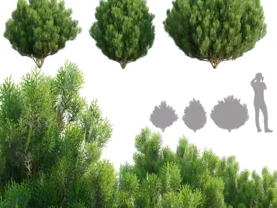 Platycladus orientalis - Biota orientalis - Thuja orientalis 02 3D model