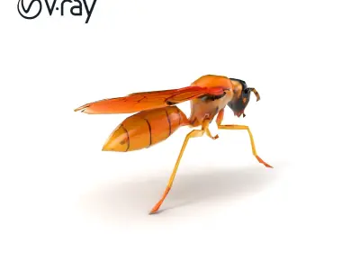 Paper Wasp 3D Entomology model pack Low-poly 3D model