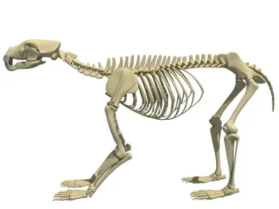 Anatomical Bear Skeleton 3D model