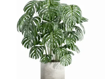 Indoor plant - set 27 3D model