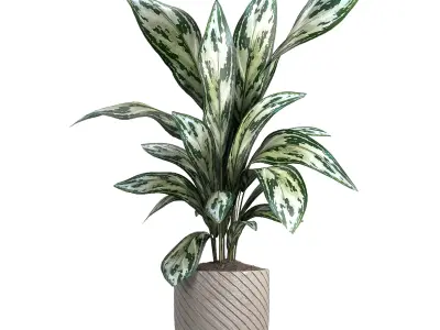 indoor plant 050 3D model