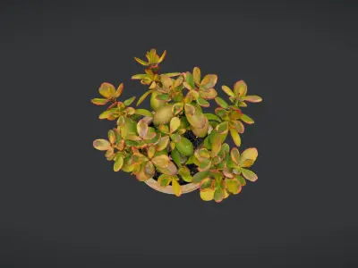 plant crassula 3D model