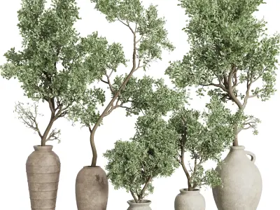 Olive tree in an old earthenware vase indoor collection 441 3D model