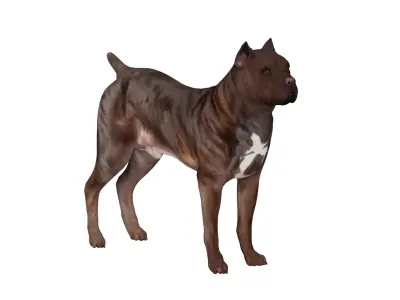 Cane Corso Italian Mastiff Dog Low-poly 3D model