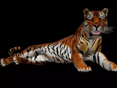 Tiger Idle Animation 3D model