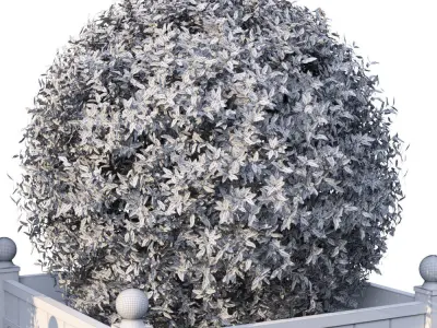 Street bushes in boxes 3D model