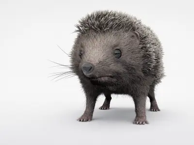 Hedgehog 3D model