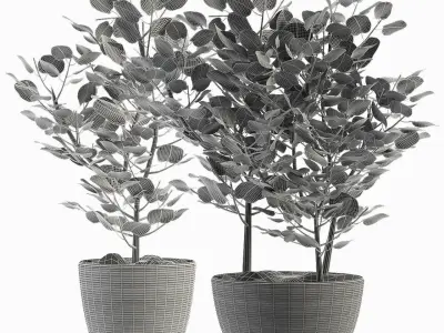 Exotic Plants 3D model