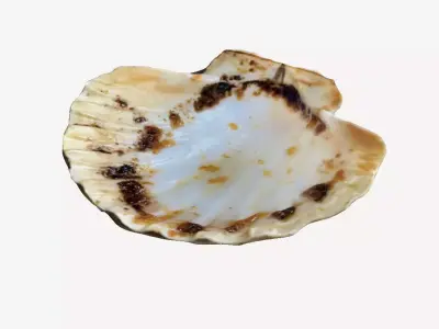 Scallop 3D print model