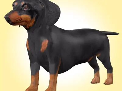Dachshund Dog  3D model