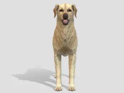 Dog - Golden Retriever Low-poly 3D model