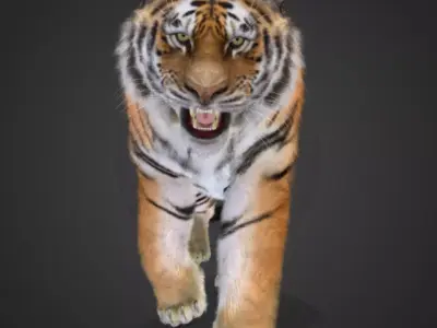 Tiger Realistic Animated 3D model